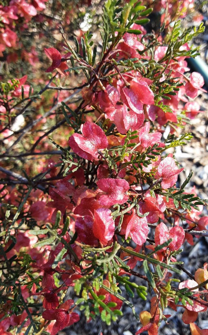 Dodonaea boronifolia Australian native plant