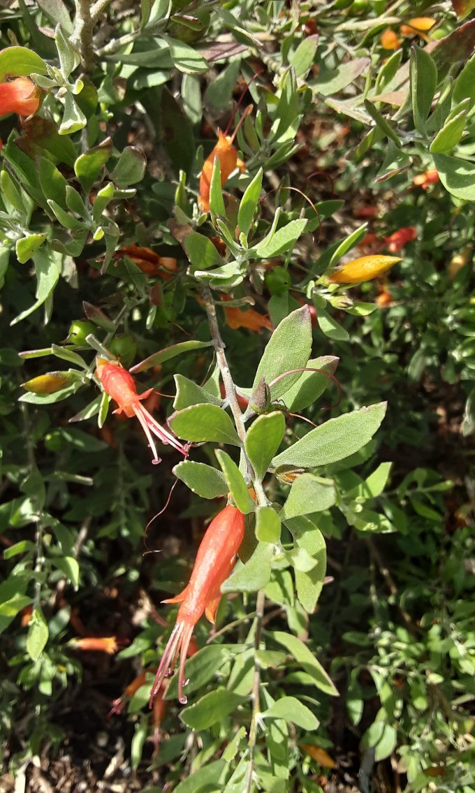 Eremophila glabra Gawler form Australian native plant