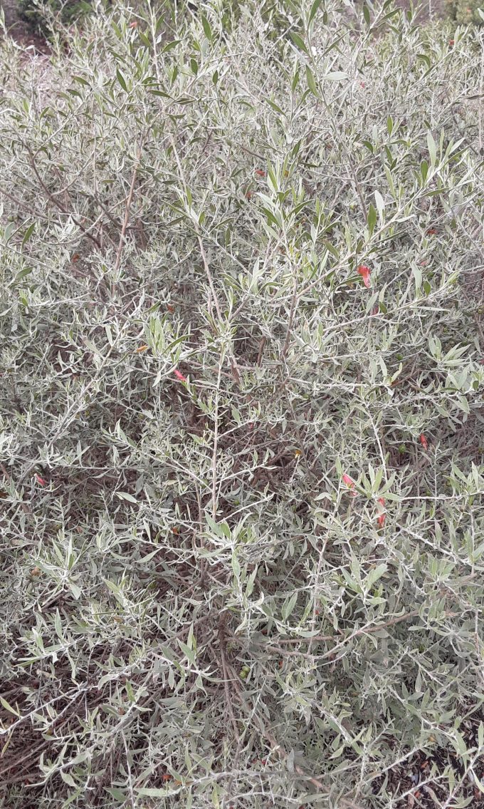 Eremophila glabra Yorke Peninsular upright form Australian native plant