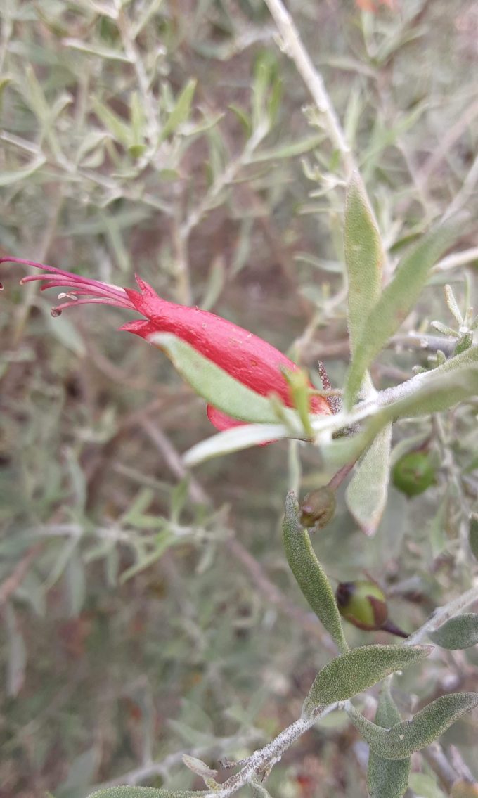Eremophila glabra Yorke Peninsular upright form Australian native plant
