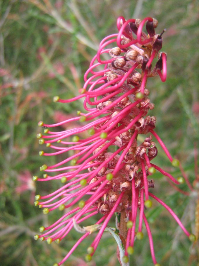 Grevillea Poorinda Enchantment Australian native plant