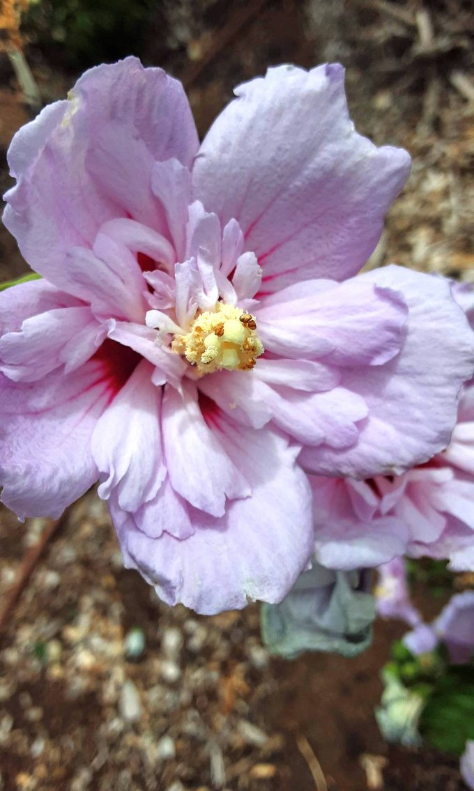 Hibiscus syriacus Carnation Bay in 68mm Super Tube