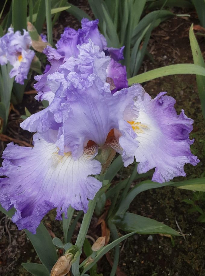 Tall bearded Iris Our House