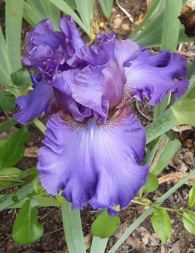 Tall Bearded Iris PROPOSAL (bare rooted rhizome)