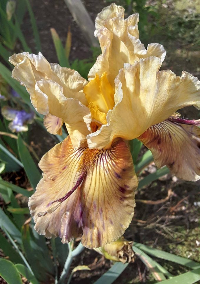 Tall bearded iris Thornbird