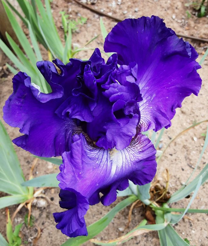 Tall bearded iris World Without End