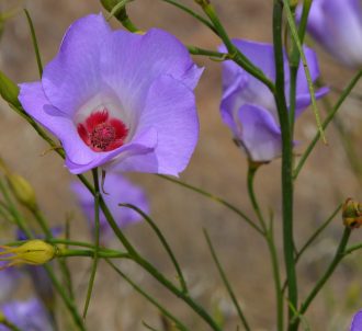 Alyogyne hakeifolia x huegellii Australian native plant