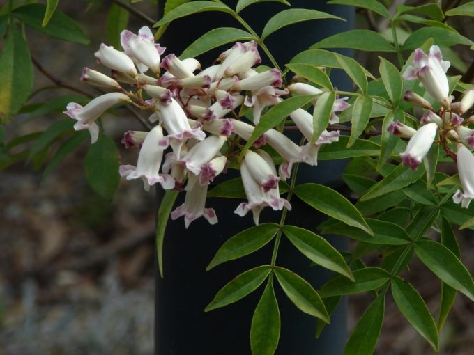 Pandorea pandorana Australian native plant