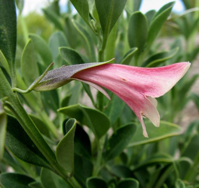 Prostanthera porcata Australian native plant