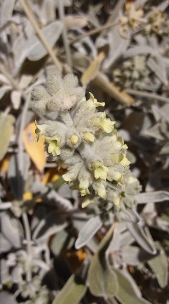 Sideritis dasygnaphala perennial plant