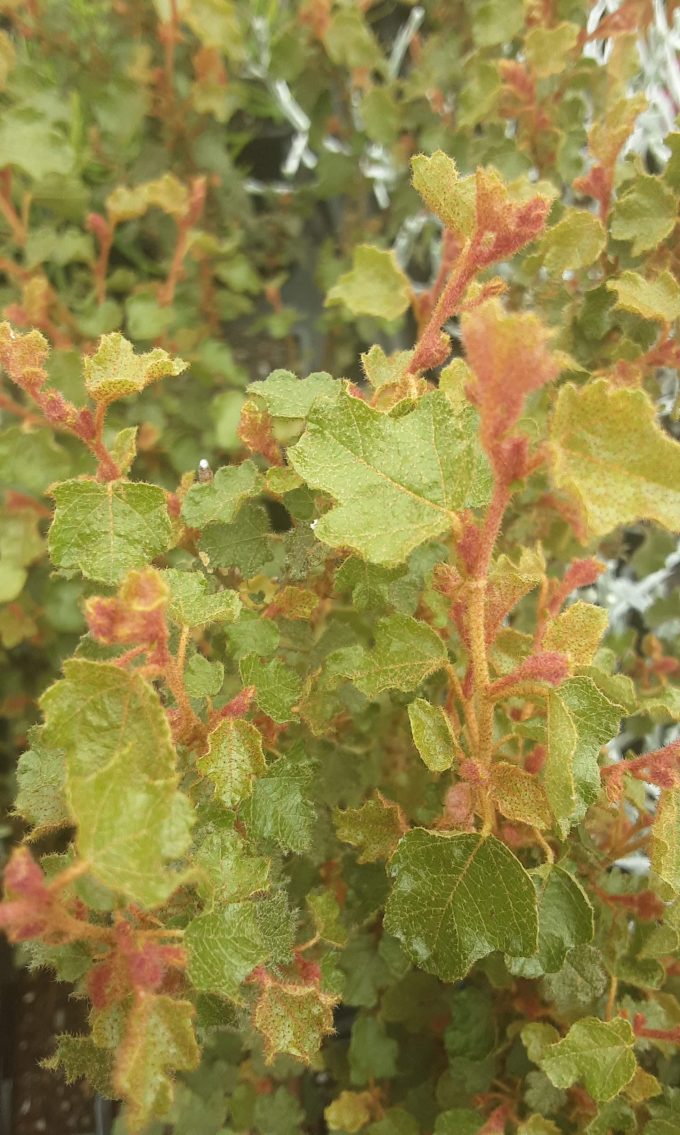 Thomasia foliosa Australian native plant