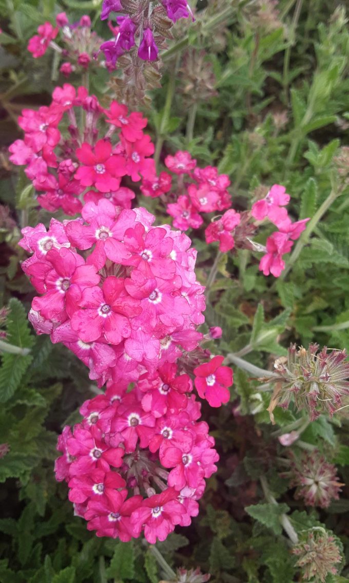 Verbena peruviana pink perennial plant