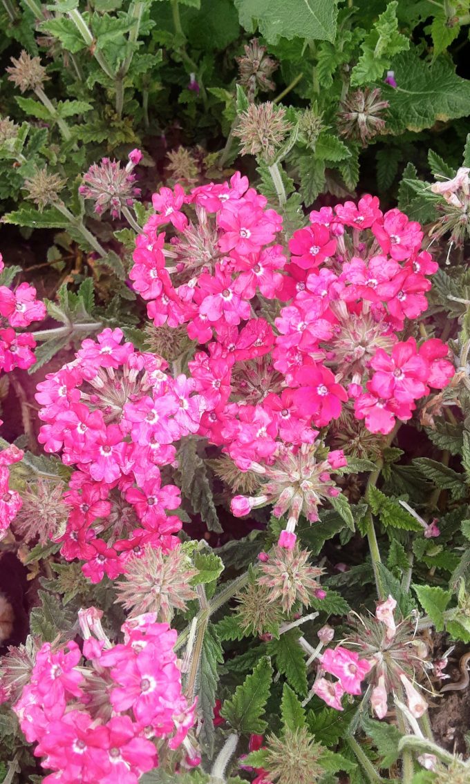 Verbena peruviana pink perennial plant