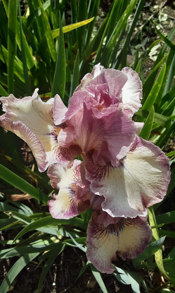 Tall Bearded Iris UNKNOWN cb (bare rooted rhizome)