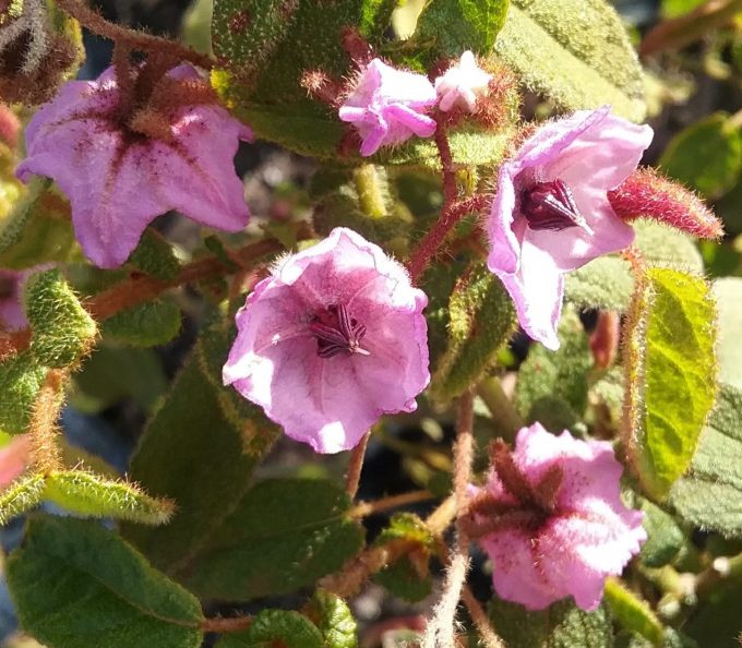 Thomasia foliosa Australian native plant