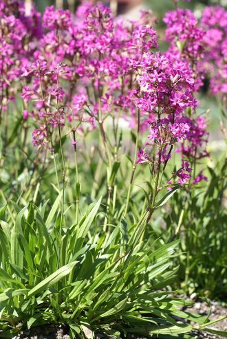 Silene samojedorum perennial plant