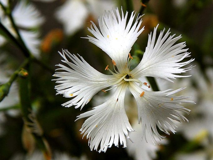 Dianthus fragrans perennial plant