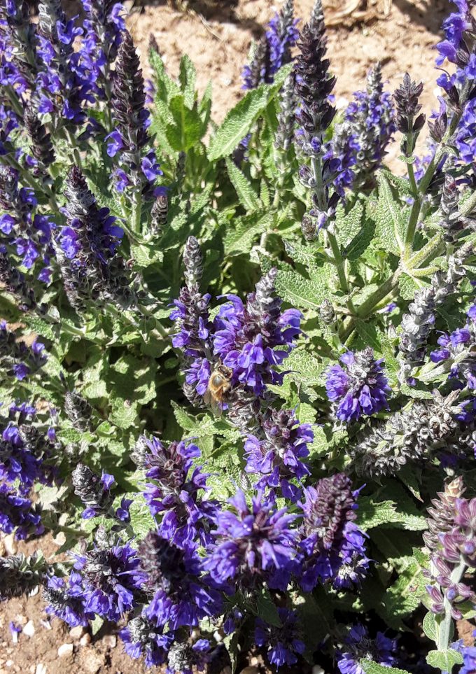 Salvia nemorosa Marcus perennial plant