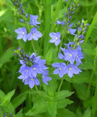 Veronica teucrium Royal Blue in 50mm Forestry Tube