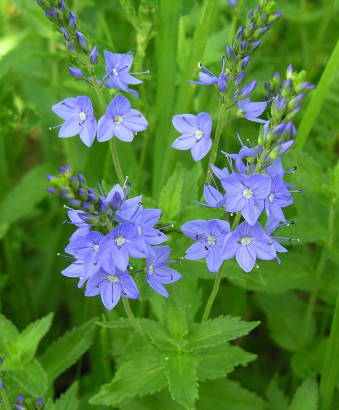 Veronica teucrium Royal Blue perennial plant
