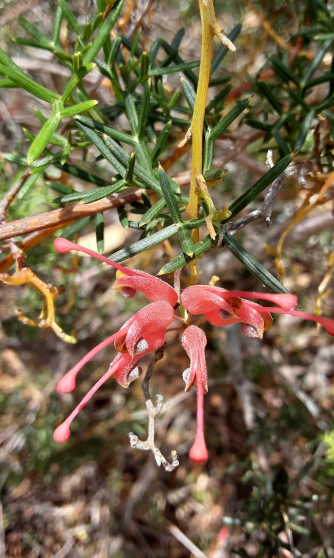 Grevillea patentiloba Australian native plant