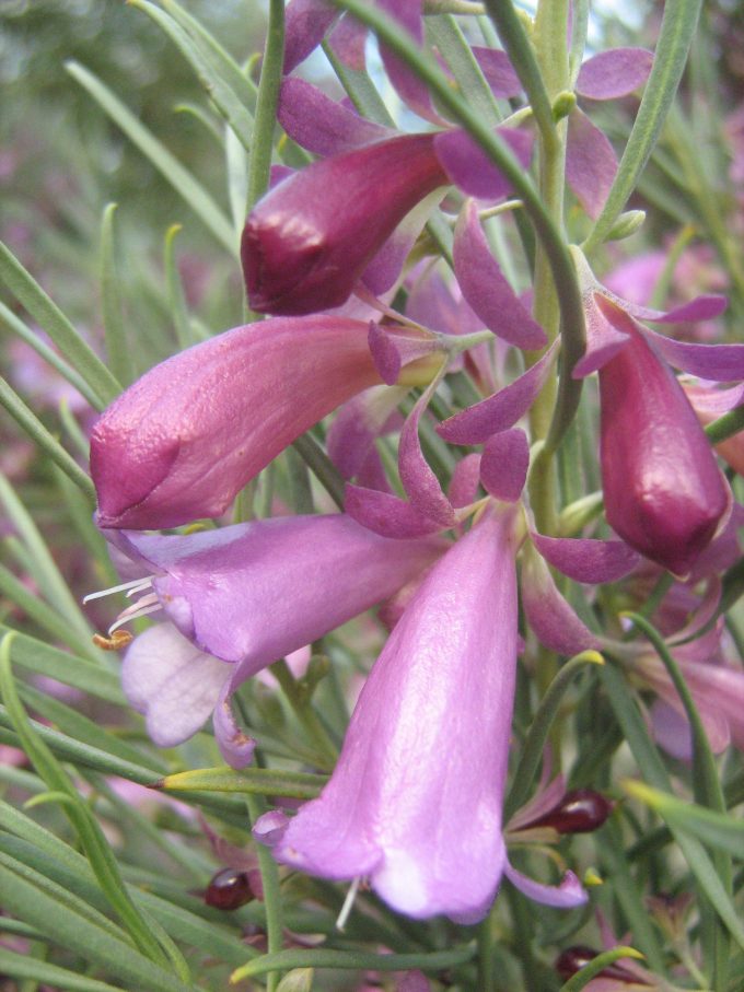 Eremophila oppositifolia pink Australian native plant