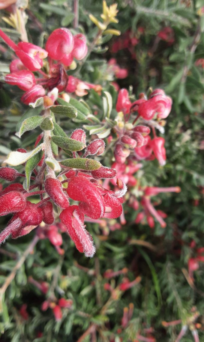 Grevillea Mallee Cherie Australian native plant