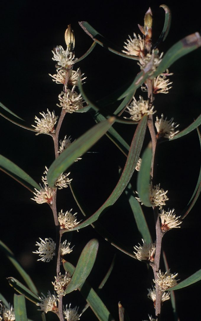 Hakea carinata Australian native plant