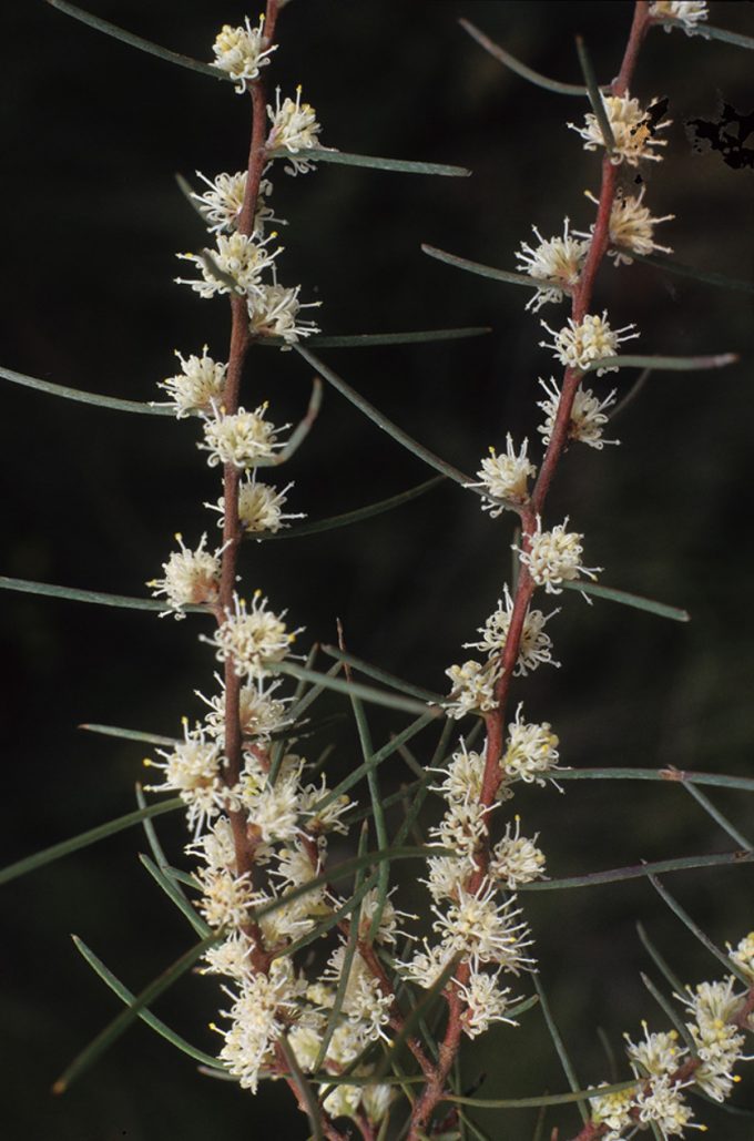 Hakea carinata Australian native plant