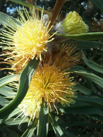 Hakea cinerea Australian native plant