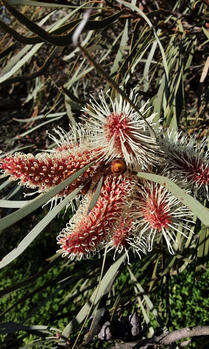 Hakea coriacea Australian native plant