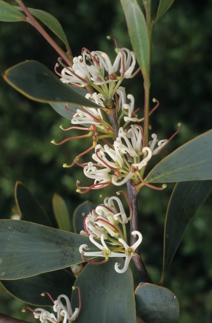 Hakea cyclocarpa Australian native plant