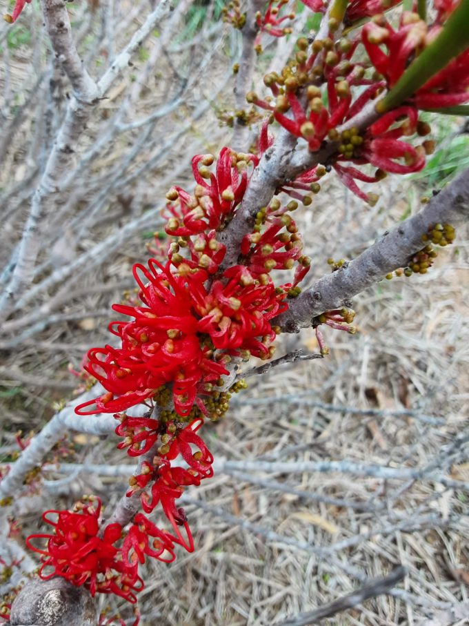 Hakea orthorryncha var filliformis Australian native plant