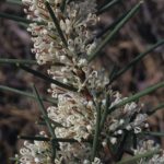 Hakea psilorrhyncha Australian native plant