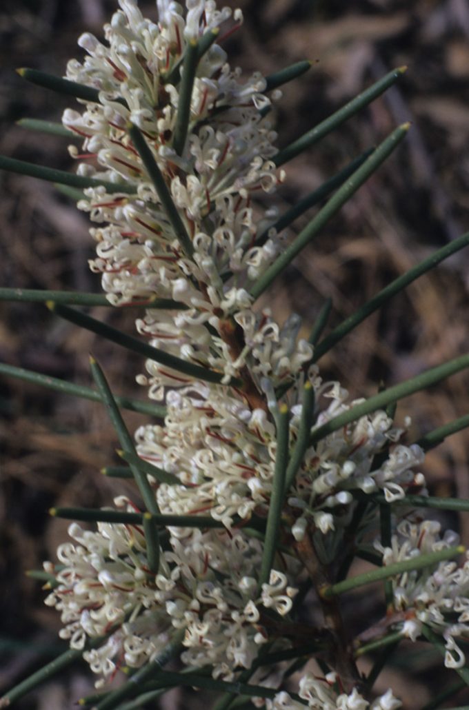 Hakea psilorrhyncha Australian native plant