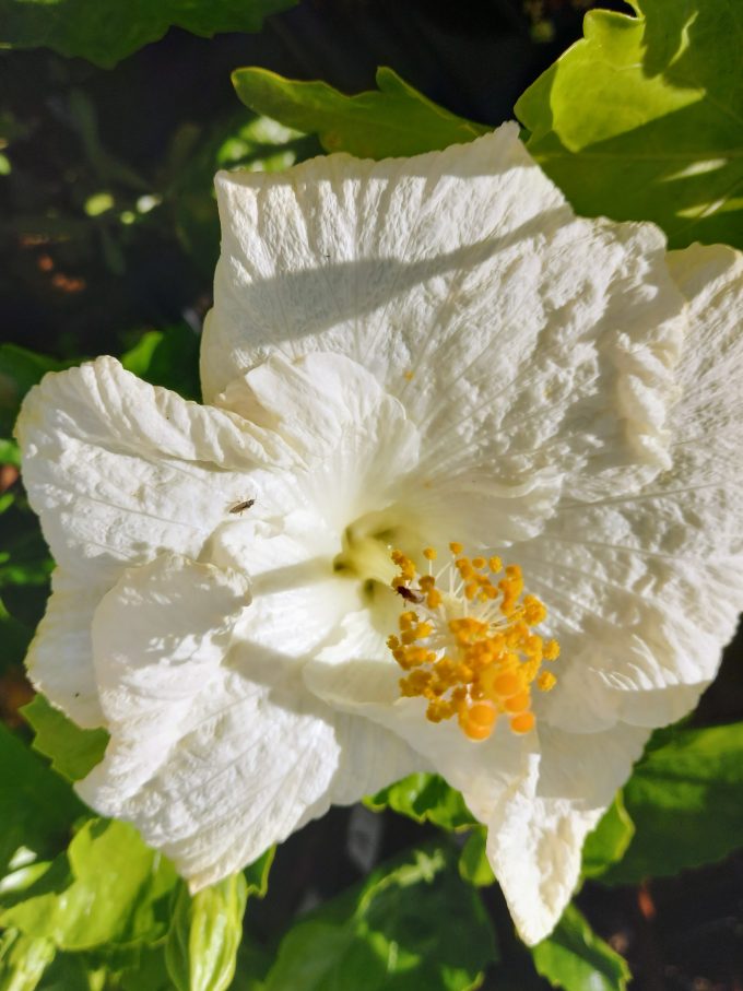 Hibiscus The Pearl