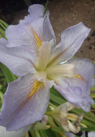 Water Iris Louisianna NO 2 Bare Rooted