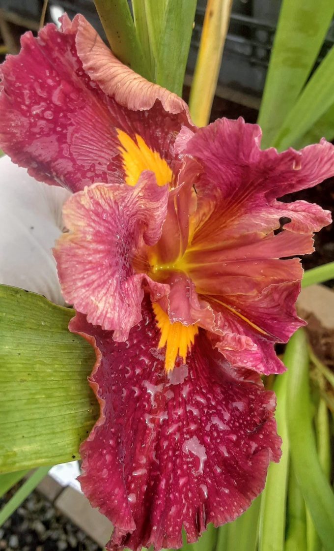 Iris louisianna