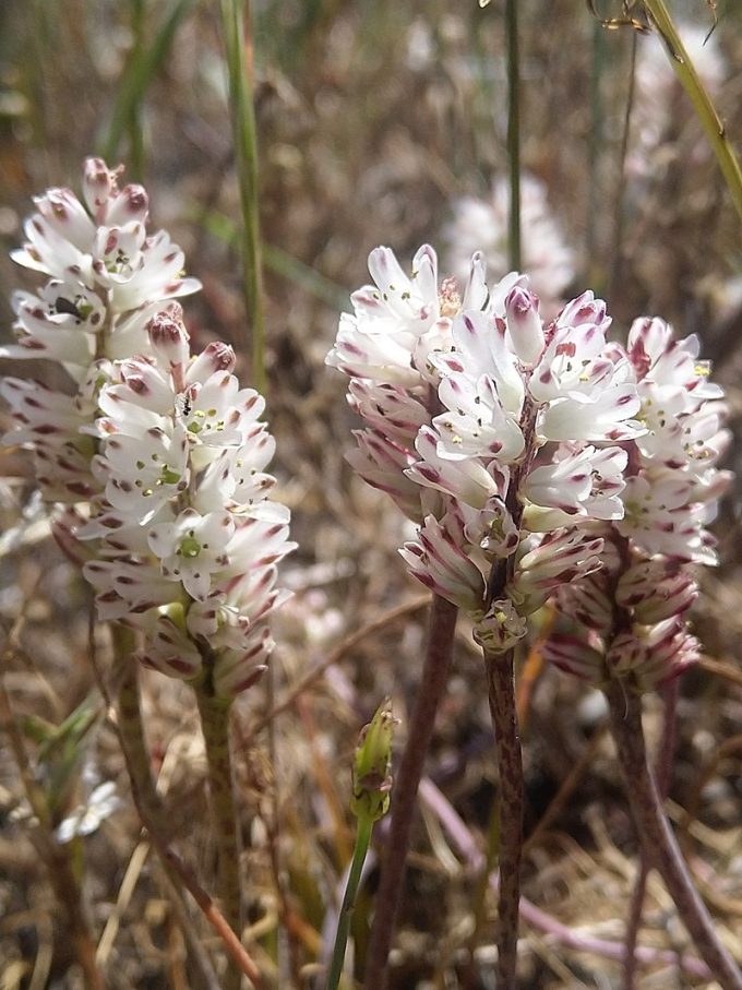 Lachenalia contaminata 20 seeds