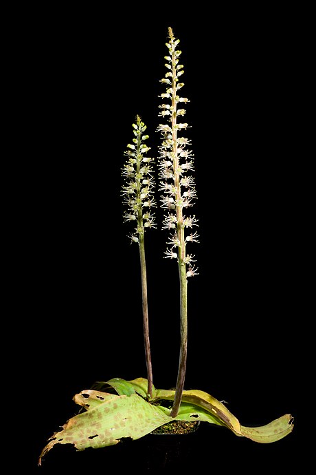 Lachenalia nervosa