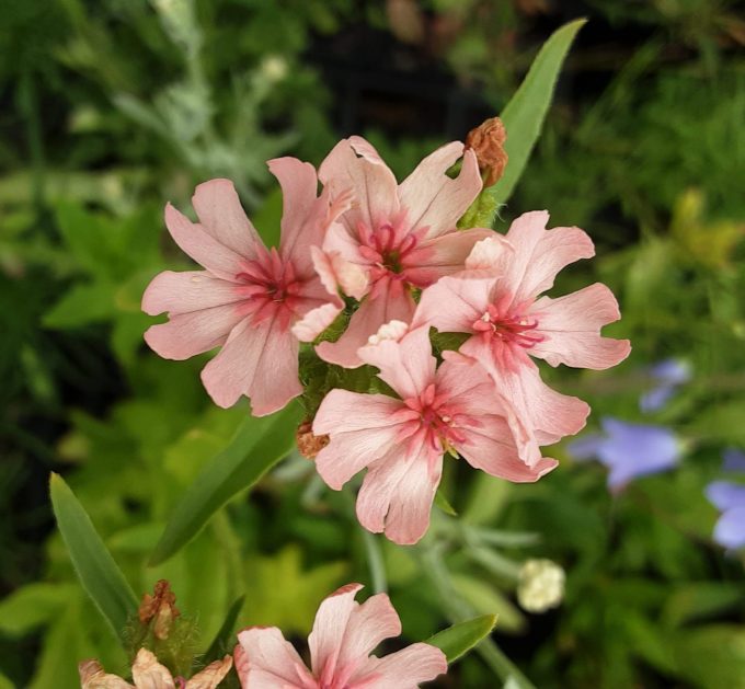Lychnis chalcedonica Pinkie perennial plant