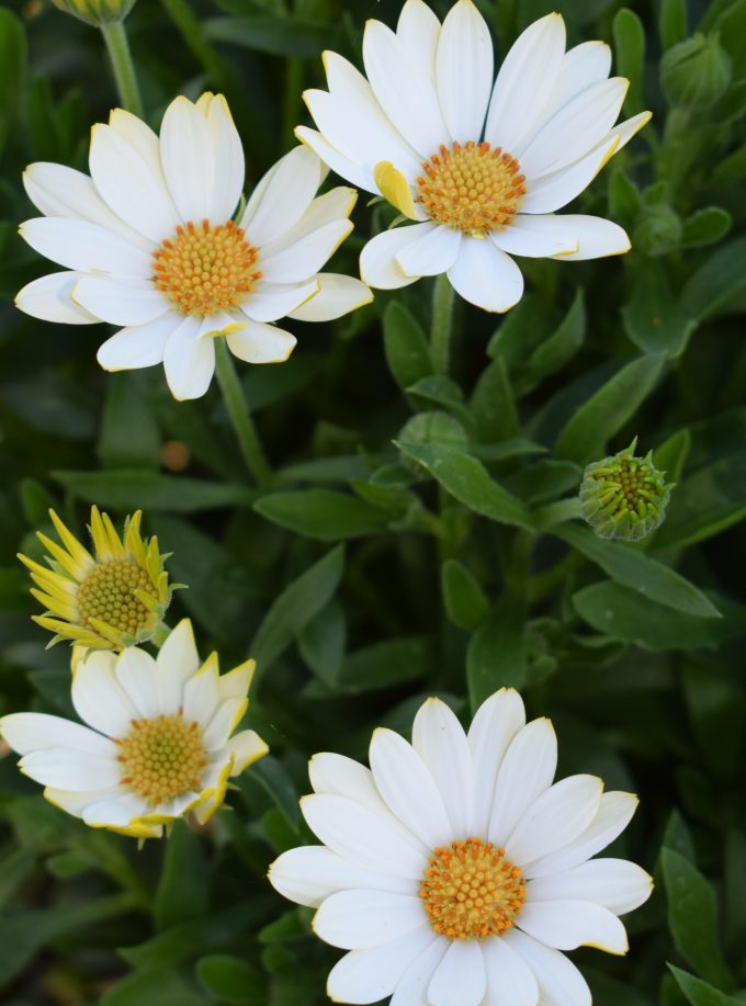 Osteospermum White Lightning perennial plant