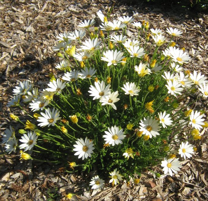 Osteospermum White Lightning in 68mm Super Tube - Image 2