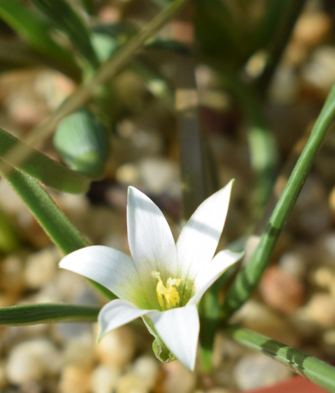 Romulea flava white