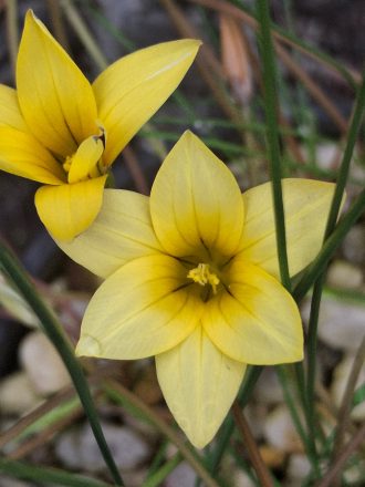Romulea multisulcata