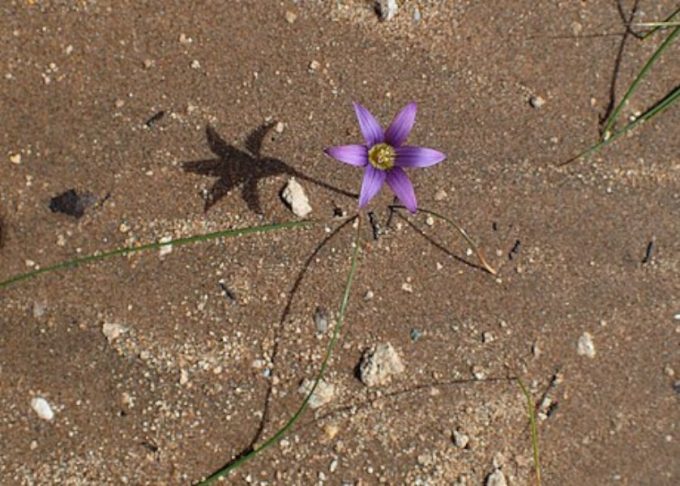 Romulea engleri