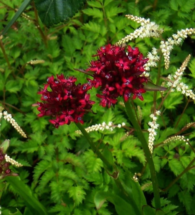 Silene asterius perennial plant