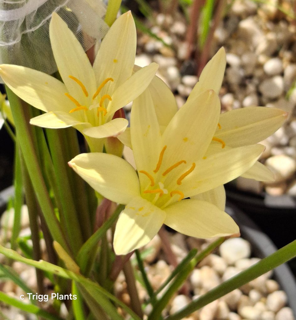 Zephyranthes primulina