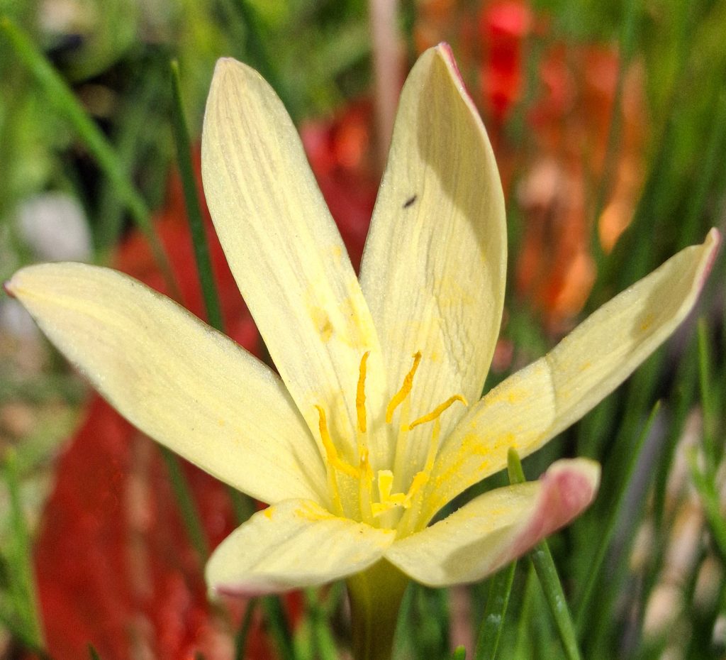 Zephyranthes verucunda