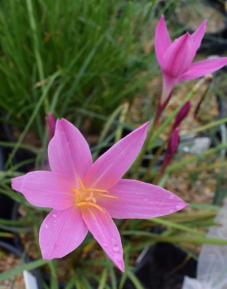 Zephyranthes zeyheri